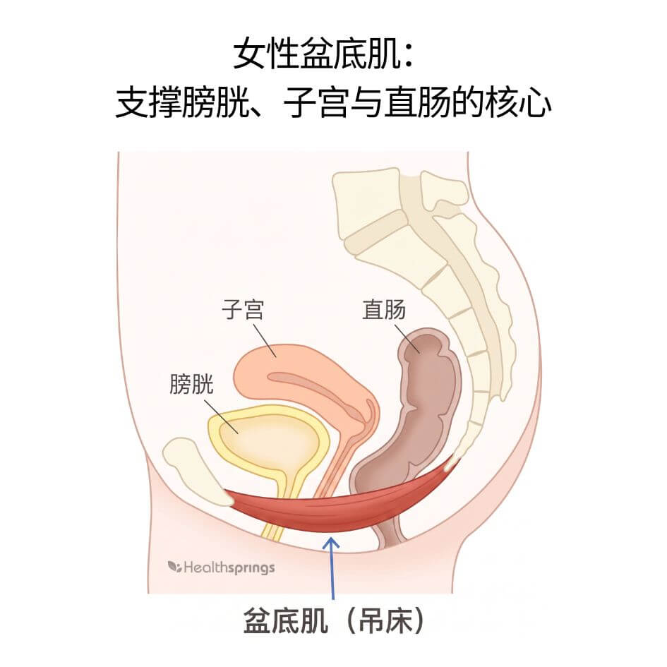 盆底肌位于骨盆底部，像一张坚韧的吊床，稳稳承托着上方的膀胱、子宫和直肠。